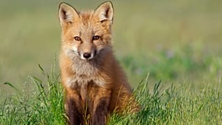 A vote is currently being held to determine which animals to feature on the new banknotes.