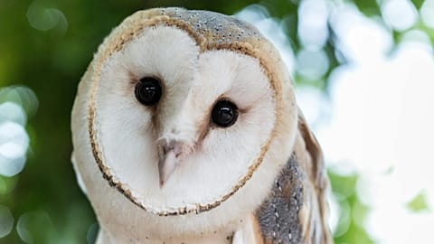 The barn owl is among four animals selected to feature on the new UK banknotes.