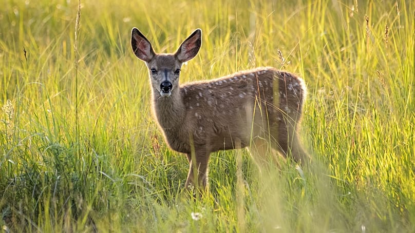 Una votazione più avanti quest'anno deciderà quali animali e piante figureranno sulle nuove banconote.