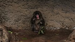 Monkey at Icsikawa Zoo in Japan 