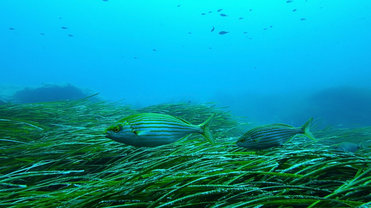 Λιβάδι θαλάσσιας Ποσειδωνίας
