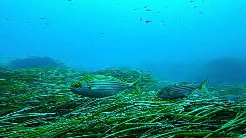 Posidonia seagrass meadow