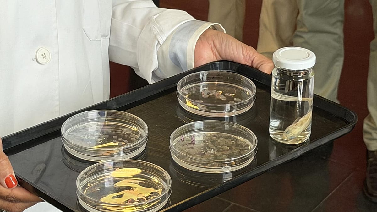 Fish scales could be the answer to cornea donor shortage, Spanish scientists find