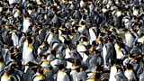 Sur cette photo fournie par Gaël Bardon, on voit une partie de la colonie de manchots royaux à La Baie du Marin, île de la Possession, archipel de Crozet, le 16 janvier 2026.