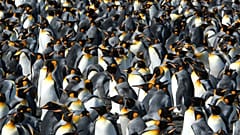 Foto von Gaël Bardon: Ein Teil der Königspinguin-Kolonie in der Baie du Marin auf Possession Island im Crozet-Archipel, 16. Januar 2026.