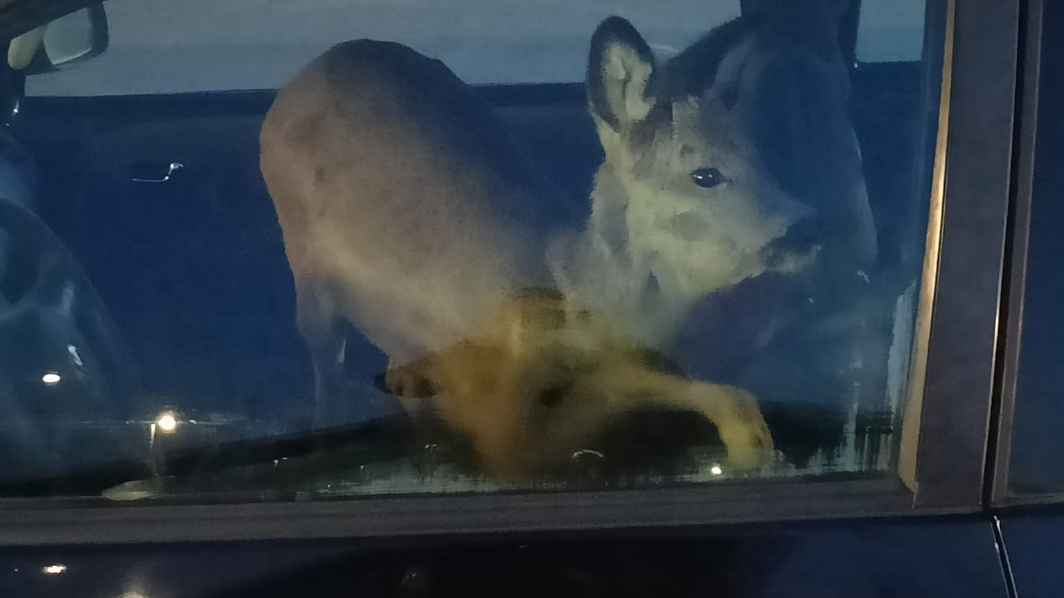 źródło: opolska.policja.gov.pl