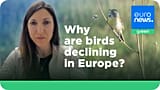 Euronews Green s’est entretenu avec Anna Staneva, responsable du pôle Science, espèces et conservation des sites chez BirdLife Europe, pour en savoir plus.