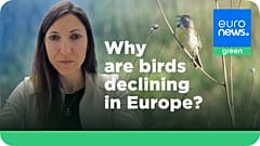 Euronews Green hat mit Anna Staneva gesprochen, die bei BirdLife Europe den Bereich Wissenschaft sowie Arten- und Gebietsschutz leitet.