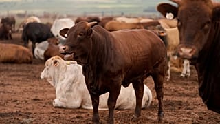 South African farmers reeling from foot-and-mouth disaster