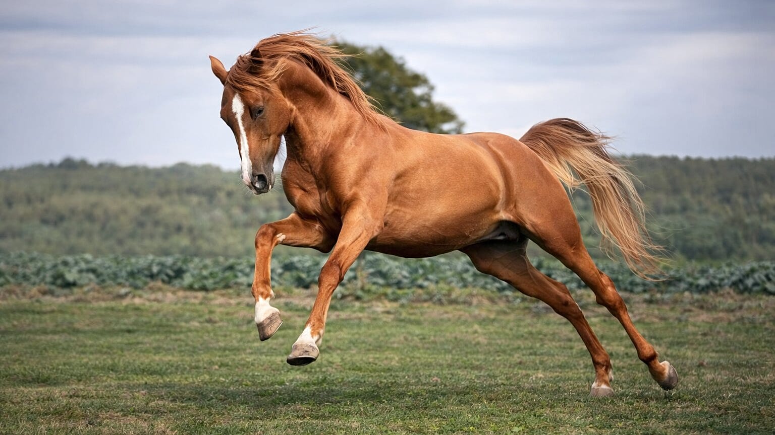 Karabakh horse