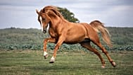 Karabakh horse