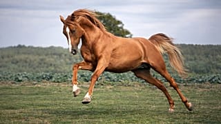 Karabakh horse
