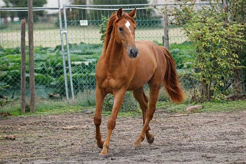 Karabakh horse