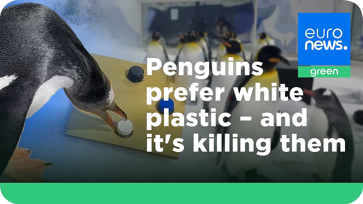 A new study found that penguins are drawn to white plastic more often than other colours.