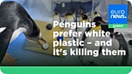 A new study found that penguins are drawn to white plastic more often than other colours.