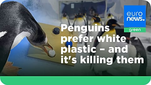 A new study found that penguins are drawn to white plastic more often than other colours.