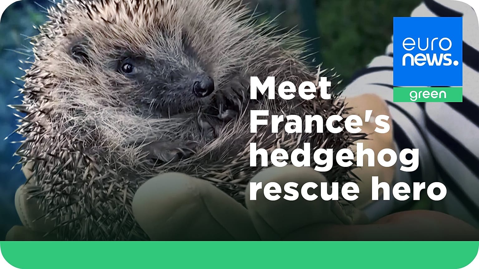 A French woman has created a hedgehog rescue centre at her home near Paris.