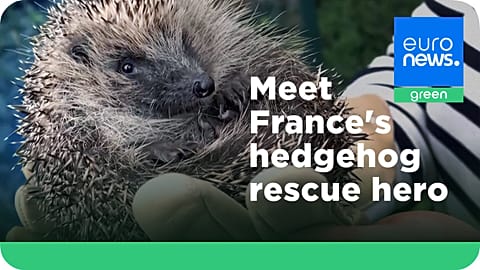 A French woman has created a hedgehog rescue centre at her home near Paris.