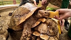 Tierpfleger im Zoo Nyíregyháza reinigen Schildkrötenpanzer