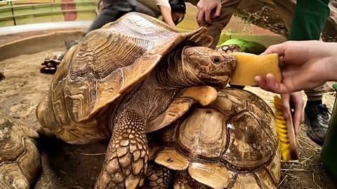 Tierpfleger im Zoo Nyíregyháza reinigen Schildkrötenpanzer