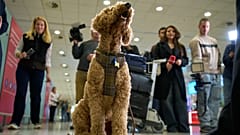 Hund am Flughafen Athen