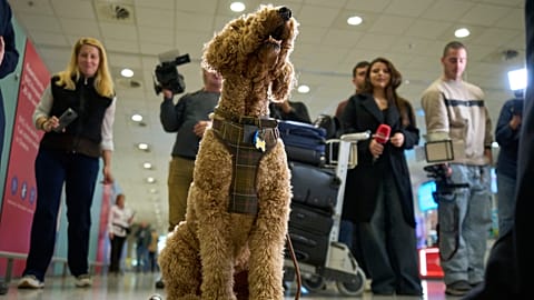 Dog at Athens airport