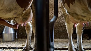 Демонстрационное фото.