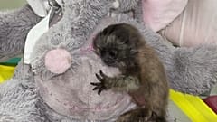 Ein auf der Straße gefundenes, allein zurückgelassenes Affenbaby (Saguinus leucopus) kuschelt mit einem Teddybär.