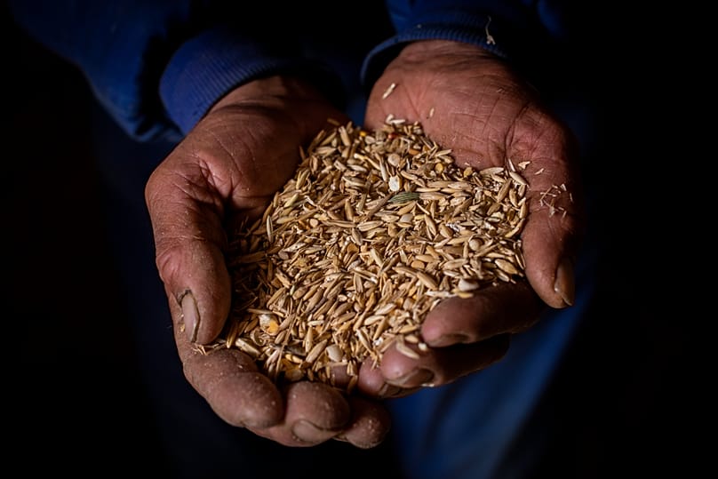 El pastor Celestino Martín muestra un puñado de grano que usa para alimentar el ganado