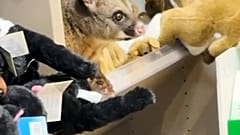Ein australisches Buschschwanzpossum sitzt auf einem Ausstellungsregal in einem Laden im Terminal des Flughafens Hobart in Hobart, Australien.