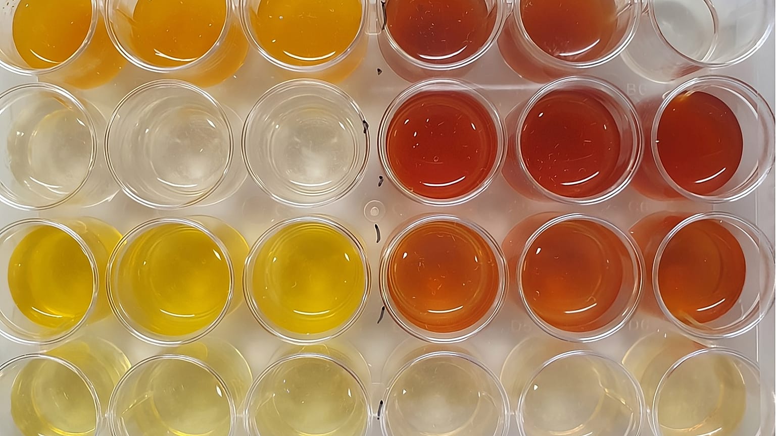 La bacteria que se alimenta de los restos de explosivos, 20 de marzo de 2026