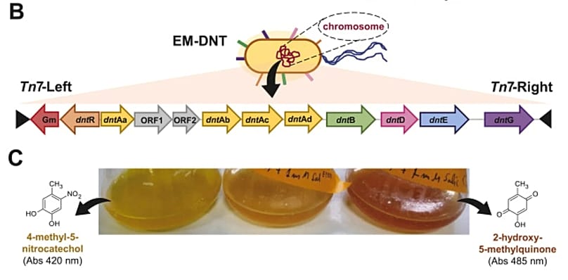 Proceso de descomposición por parte de la nueva bacteria, 20 de marzo 2026