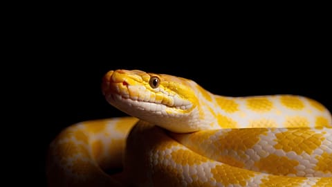 The metabolism of pythons could inspire weight loss therapies