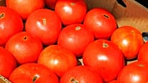 Burkina Faso’s tomato export ban raises concerns over regional supply