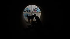 İran'da sirenlerin çalmasıyla bir borunun içine saklanan bir çocuk ve köpek.