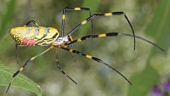 Bilimsel adı Trichonephila clavata olan Joro örümceği