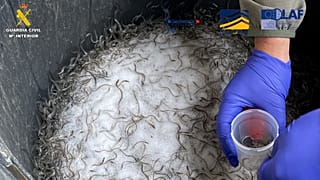 Gulas requisadas durante la operación, 22 de marzo de 2026