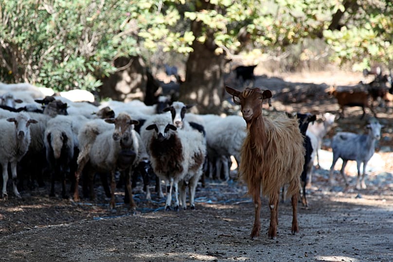Cabras e ovelhas pastam livremente perto da praia na aldeia de Kipos, na ilha de Samotrácia, no nordeste da Grécia, a 7 de setembro de 2019 
