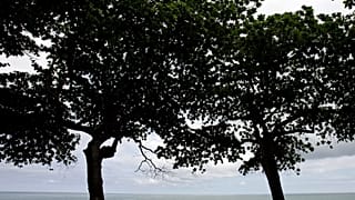 From coffee beans to forests: Rebuilding forests in São Tomé and Príncipe