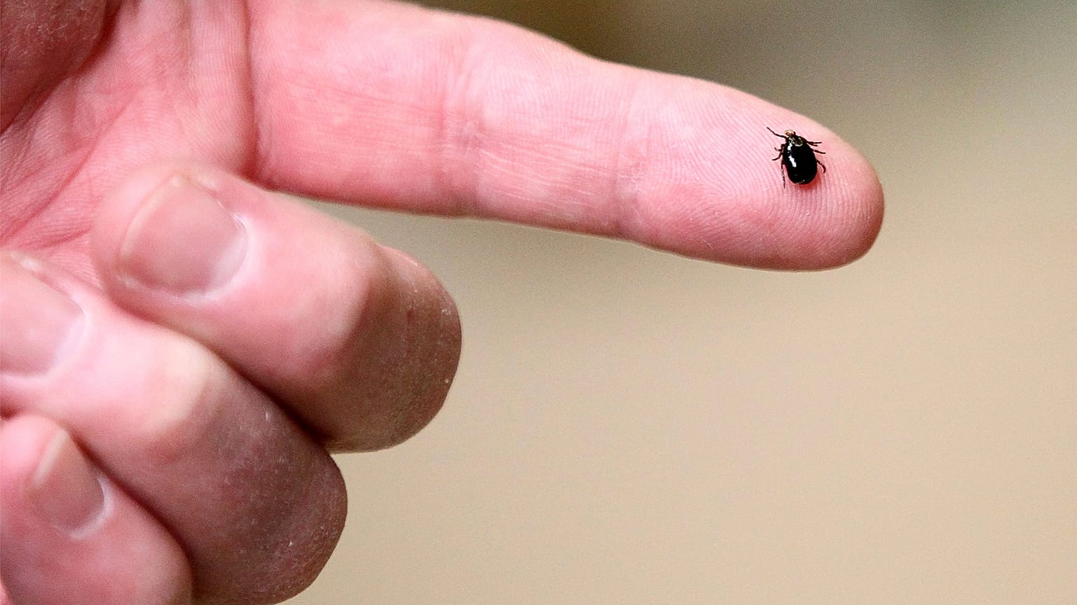 Φωτογραφία αρχείου: Εμφανίζεται ένα τσιμπούρι.