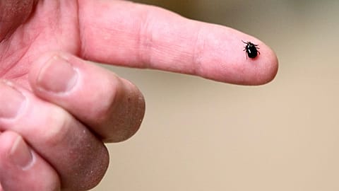 FILE:  A tick is displayed.