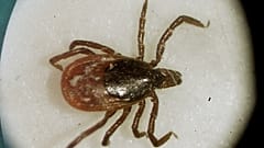 une tique du chevreuil observée au microscope dans le laboratoire d'entomologie de l'université de Rhode Island 
