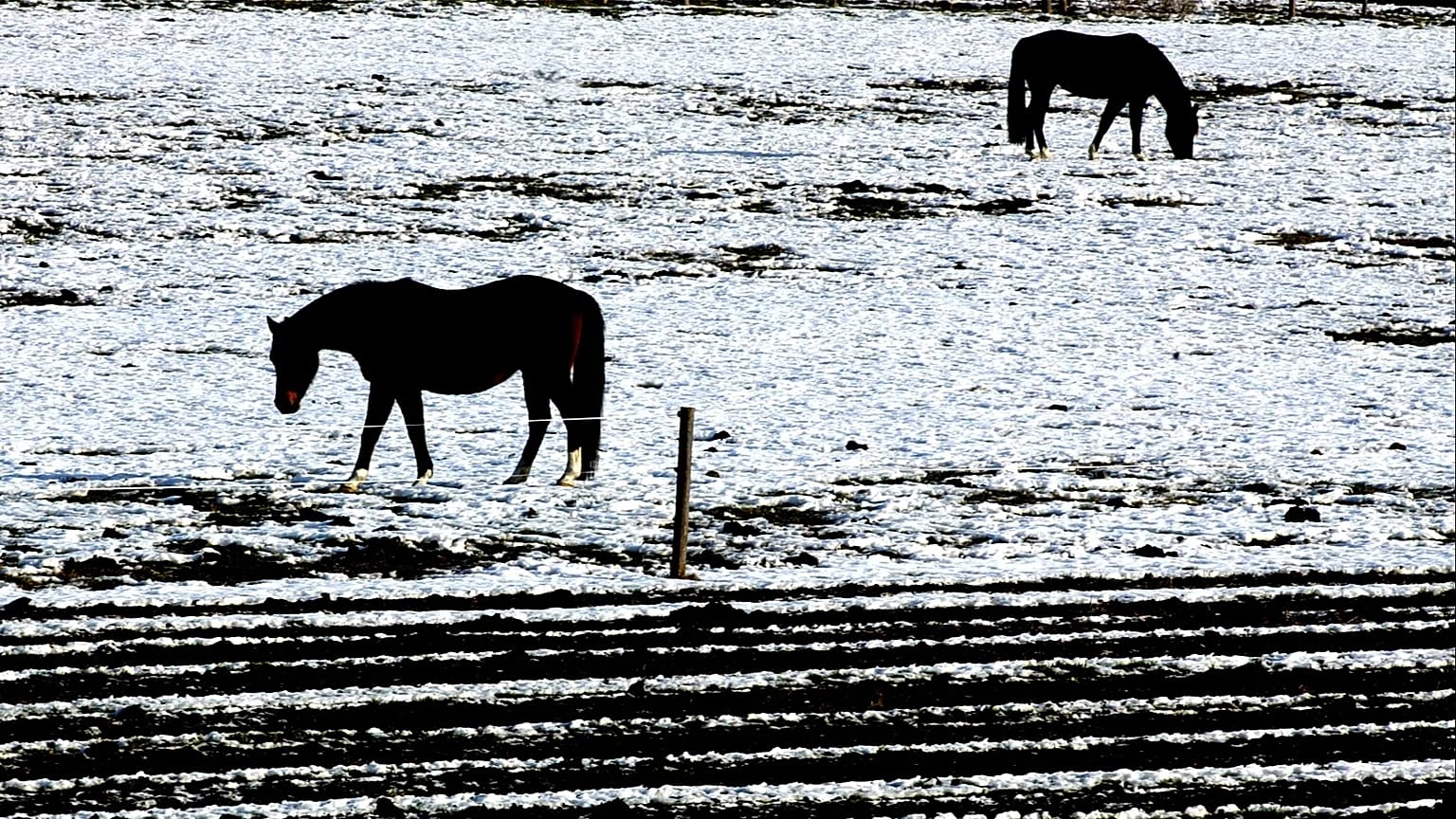 Pferde im Schnee, Archiv
