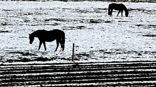 Pferde im Schnee, Archiv