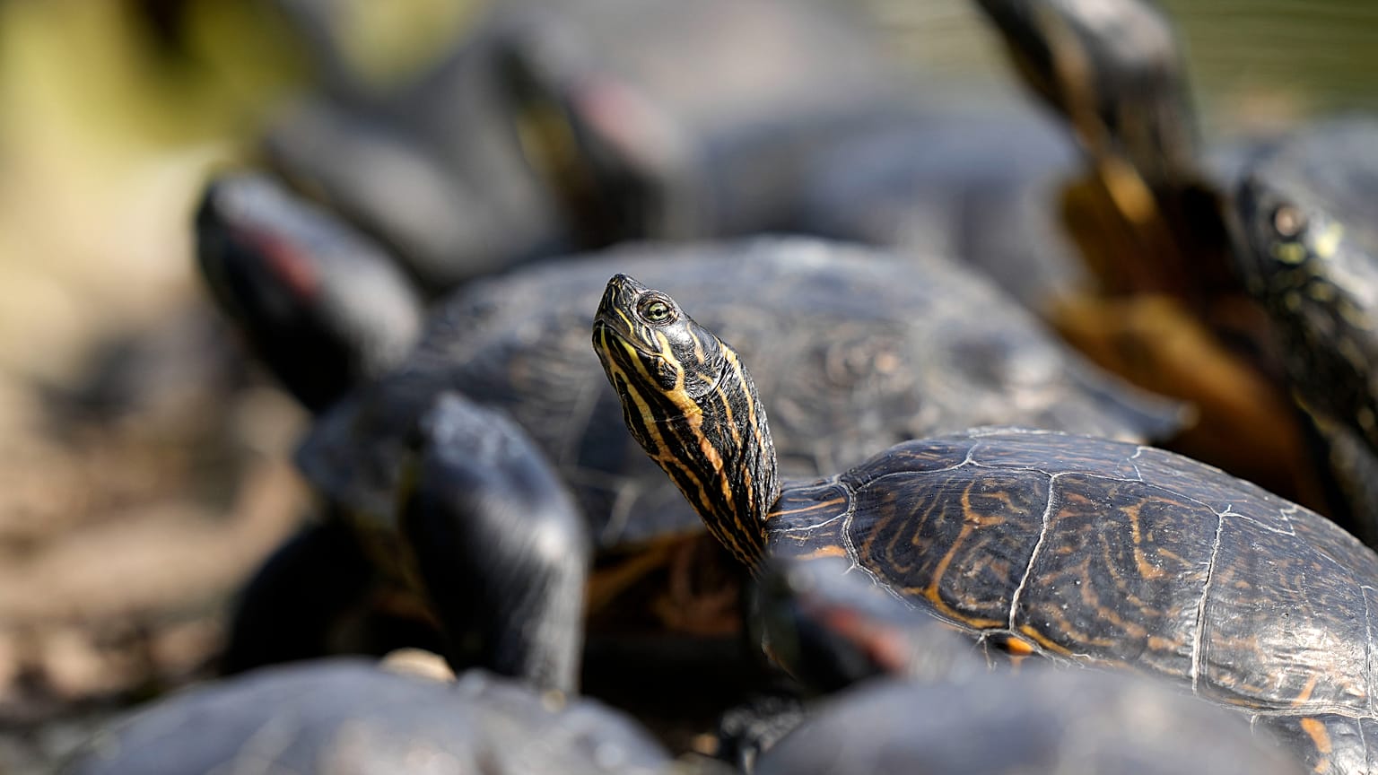 Más de 1.500 crías de tortuga amazónica (Podocnemis expansa) han sido liberadas en el río Negro, en la selva amazónica de Brasil.