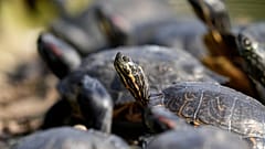 Im brasilianischen Amazonasregenwald haben Naturschützer im Rio Negro mehr als 1.500 Jungtiere der Amazonas-Flussschildkröte (Podocnemis expansa) freigelassen.
