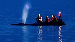 Rettungskräfte versuchen, einen an der Ostseeküste gestrandeten Wal nahe Timmendorfer Strand in tiefes Wasser zurückzubringen, Montag, 23. März 2026