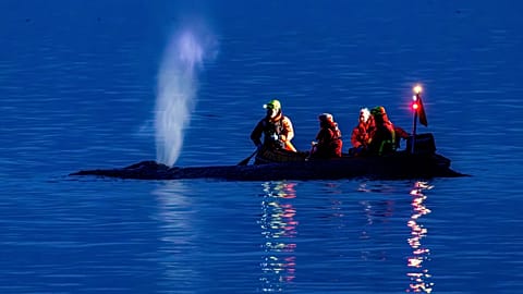 Fading hopes as rescuers attempt to refloat stranded humpback whale on Germany’s Baltic coast