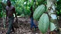 Les producteurs ivoiriens de cacao face à de lourdes pertes financières
