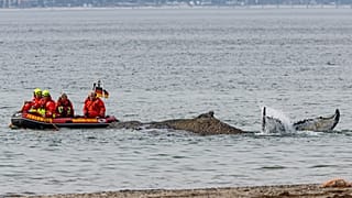 People from the Institute for Terrestrial and Aquatic Wildlife Research observe a whale washed up on the beach on the Baltic coast near Timmendorfer Strand, Germany, Monday, M
